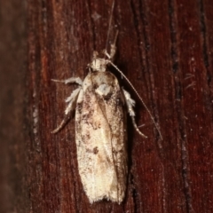 Ardozyga (genus) (Twirler moth, gelechiid moth) at Melba, ACT - 12 Feb 2021 by kasiaaus