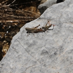 Macrotona australis (Common Macrotona Grasshopper) at Cooleman, NSW - 6 Feb 2021 by alex_watt