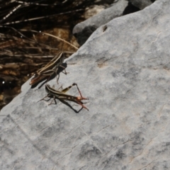 Macrotona australis at Cooleman, NSW - 7 Feb 2021