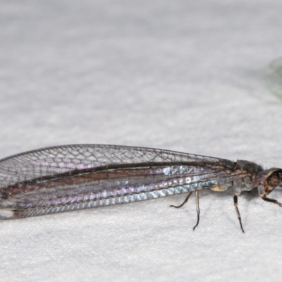 Myrmeleon acer (Myrmeleon Antlion Lacewing) at Melba, ACT - 11 Feb 2021 by kasiaaus