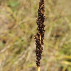 Carex sp. (A Sedge) at Cooleman, NSW - 7 Feb 2021 by alexwatt