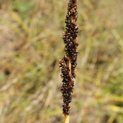 Carex sp. (A Sedge) at Cooleman, NSW - 7 Feb 2021 by alexwatt