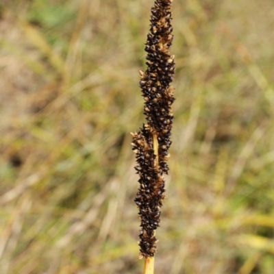 Carex sp. (A Sedge) at Kosciuszko National Park - 6 Feb 2021 by alex_watt