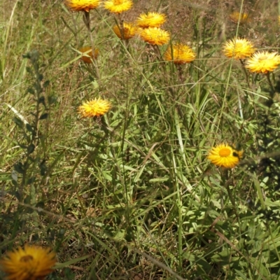 Xerochrysum subundulatum (Alpine Everlasting) at Bimberi, NSW - 6 Feb 2021 by alex_watt