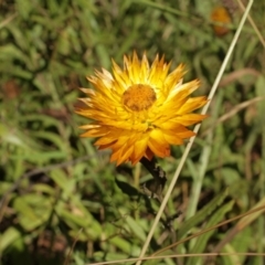 Xerochrysum subundulatum at Bimberi, NSW - 7 Feb 2021