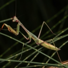 Mantodea (order) (Unidentified praying mantis) at Melba, ACT - 12 Feb 2021 by kasiaaus