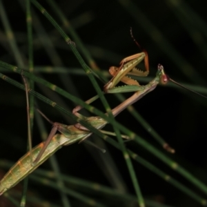 Mantodea (order) at Melba, ACT - 12 Feb 2021 10:35 PM