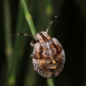 Pentatomoidea (superfamily) at Melba, ACT - 12 Feb 2021