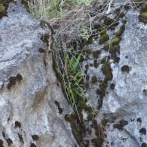 Asplenium trichomanes at Bimberi, NSW - 7 Feb 2021