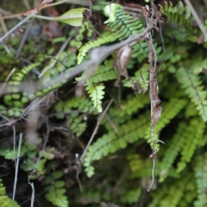 Asplenium trichomanes at Bimberi, NSW - 7 Feb 2021