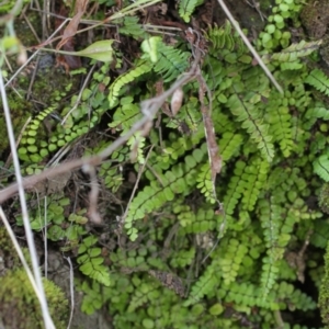 Asplenium trichomanes at Bimberi, NSW - 7 Feb 2021