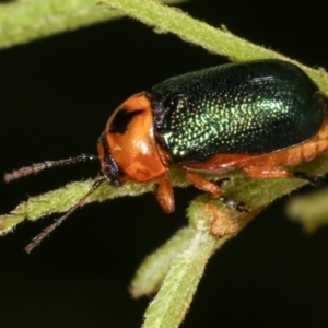 Aporocera (Aporocera) consors at Melba, ACT - 12 Feb 2021