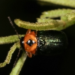 Aporocera (Aporocera) consors at Melba, ACT - 12 Feb 2021