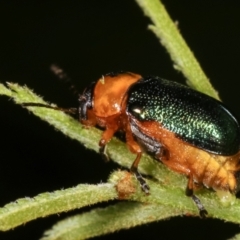 Aporocera (Aporocera) consors at Melba, ACT - 12 Feb 2021