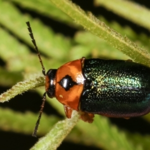 Aporocera (Aporocera) consors at Melba, ACT - 12 Feb 2021