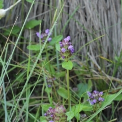 Prunella vulgaris (Self-heal, Heal All) at Bimberi, NSW - 7 Feb 2021 by alex_watt