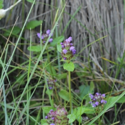 Prunella vulgaris (Self-heal, Heal All) at Bimberi, NSW - 7 Feb 2021 by alex_watt