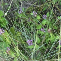 Prunella vulgaris at Bimberi, NSW - 7 Feb 2021 09:14 PM