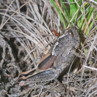 Percassa rugifrons (Mountain Grasshopper) at Kosciuszko National Park, NSW - 7 Feb 2021 by Harrisi