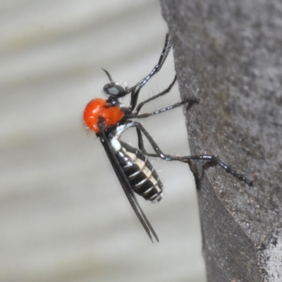 Cabasa pulchella (Robber fly) at Kosciuszko National Park - 7 Feb 2021 by Harrisi