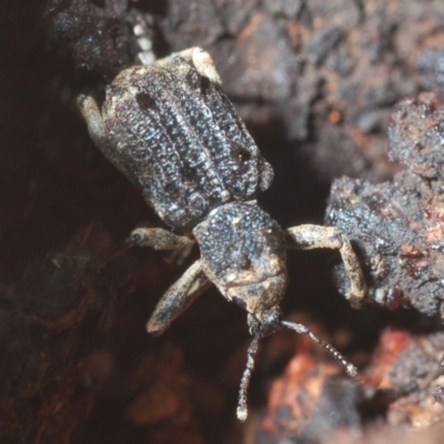 Aades cultratus (Weevil) at Kosciuszko National Park, NSW - 7 Feb 2021 by Harrisi