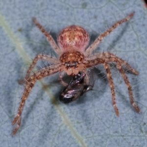 Sparassidae (family) at Melba, ACT - 12 Feb 2021