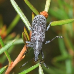 Pachyura australis (Belid weevil) at Kosciuszko National Park - 7 Feb 2021 by Harrisi