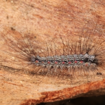 Anestia (genus) (A tiger moth) at Melba, ACT - 12 Feb 2021 by kasiaaus