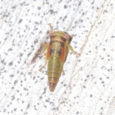 Cicadellidae (family) (Unidentified leafhopper) at Kosciuszko National Park, NSW - 7 Feb 2021 by Harrisi