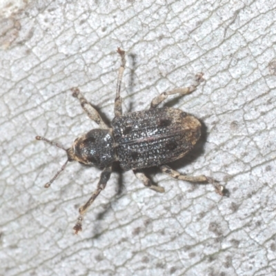 Aades cultratus (Weevil) at Kosciuszko National Park, NSW - 7 Feb 2021 by Harrisi