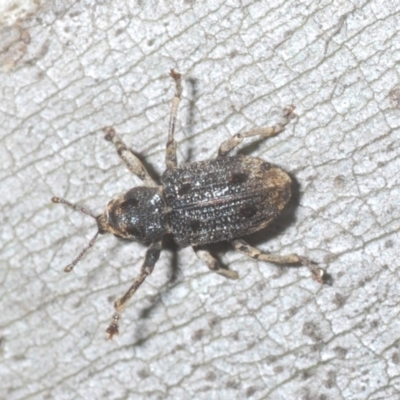 Aades cultratus (Weevil) at Kosciuszko National Park - 7 Feb 2021 by Harrisi