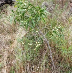 Acacia implexa at Cook, ACT - 10 Feb 2021 09:00 AM