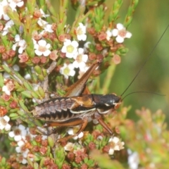 Austrodectes monticolus (Australian shield-back katydid) at Kosciuszko National Park, NSW - 7 Feb 2021 by Harrisi