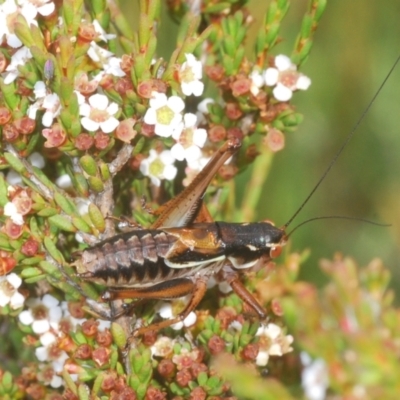 Austrodectes monticolus (Australian shield-back katydid) at Kosciuszko National Park, NSW - 7 Feb 2021 by Harrisi