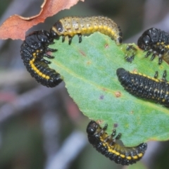 Paropsis augusta (A eucalypt leaf beetle) at Kosciuszko National Park, NSW - 7 Feb 2021 by Harrisi