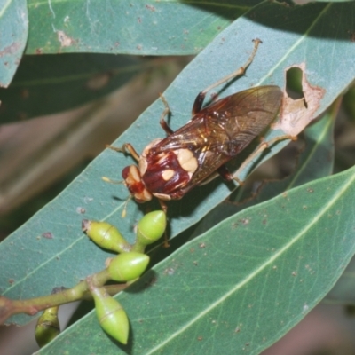 Pergagrapta polita (Sawfly) at Kosciuszko National Park, NSW - 7 Feb 2021 by Harrisi