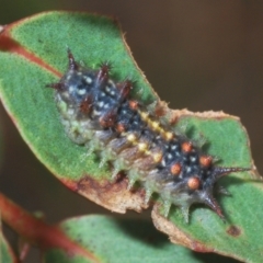 Doratifera quadriguttata and casta (Four-spotted Cup Moth) at Kosciuszko National Park, NSW - 8 Feb 2021 by Harrisi