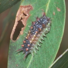 Doratifera quadriguttata and casta at Kosciuszko National Park, NSW - 8 Feb 2021