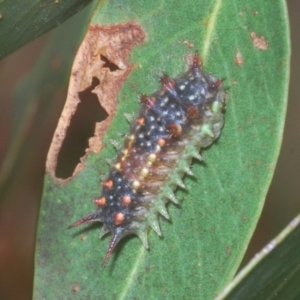 Doratifera quadriguttata and casta at Kosciuszko National Park, NSW - 8 Feb 2021