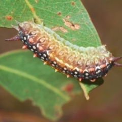 Doratifera quadriguttata and casta (Four-spotted Cup Moth) at Kosciuszko National Park, NSW - 8 Feb 2021 by Harrisi