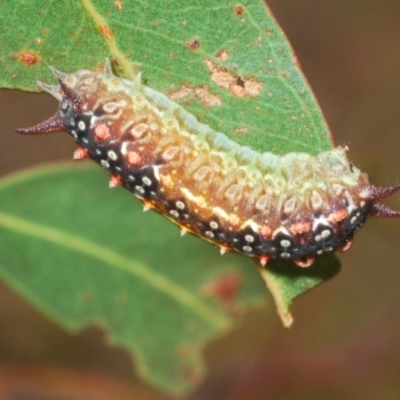 Doratifera quadriguttata and casta (Four-spotted Cup Moth) at Kosciuszko National Park, NSW - 8 Feb 2021 by Harrisi