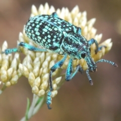 Chrysolopus spectabilis (Botany Bay Weevil) at Kosciuszko National Park - 8 Feb 2021 by Harrisi