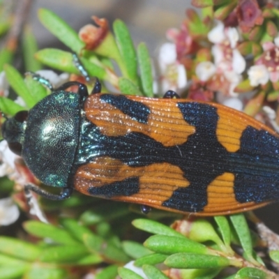 Castiarina helmsi (A jewel beetle) at Kosciuszko National Park, NSW - 8 Feb 2021 by Harrisi