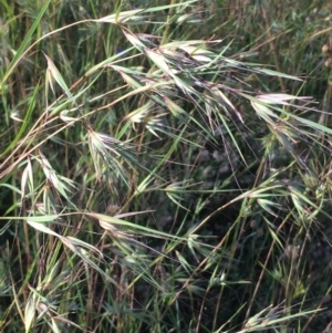 Themeda triandra at Downer, ACT - 26 Nov 2020