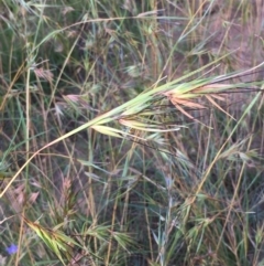 Themeda triandra at Downer, ACT - 26 Nov 2020