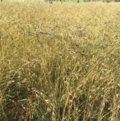 Themeda triandra at Downer, ACT - 26 Nov 2020