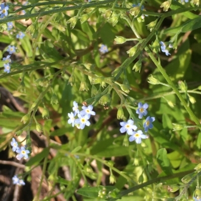 Myosotis laxa subsp. caespitosa (Water Forget-me-not) at Yarramundi Grassland
 - 26 Nov 2020 by JaneR