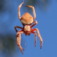 Hortophora sp. (genus) (Garden orb weaver) at O'Connor, ACT - 6 Feb 2021 by ConBoekel