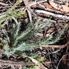 Melichrus urceolatus (Urn Heath) at O'Connor, ACT - 7 Feb 2021 by ConBoekel