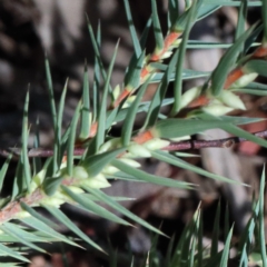 Melichrus urceolatus at O'Connor, ACT - 7 Feb 2021